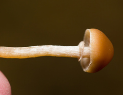 Galerina sideroides
