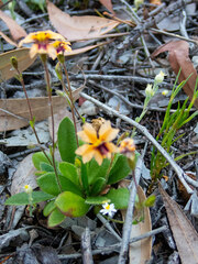 Goodenia trinervis