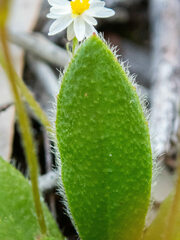 Goodenia trinervis