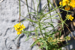 Erysimum capitatum