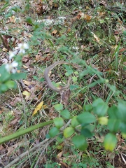 Regina septemvittata