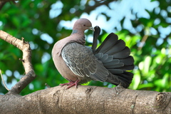 Patagioenas picazuro