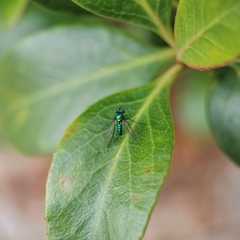 Condylostylus armipes