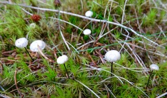 Pseudomarasmius pallidocephalus