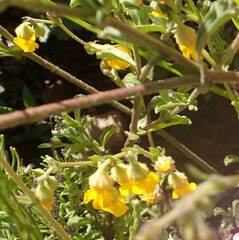 Hermannia multiflora