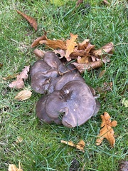 Fungi