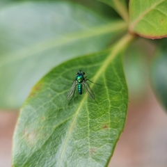 Condylostylus armipes