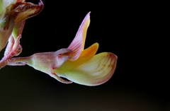 Listia heterophylla