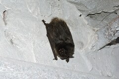 Barbastella barbastellus