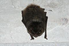 Barbastella barbastellus