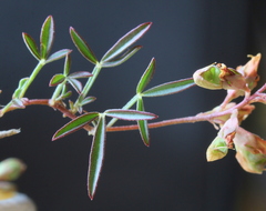 Listia heterophylla
