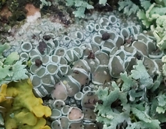 Physcia aipolia