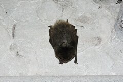 Barbastella barbastellus