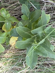 Asclepias viridis
