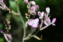 Thyrsanthemum floribundum