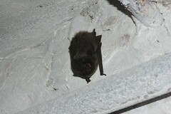 Barbastella barbastellus