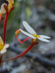 Stylidium pubigerum