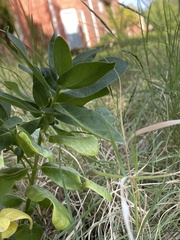 Asclepias viridis