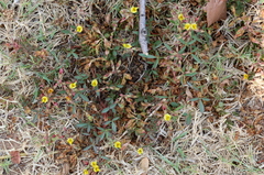 Listia heterophylla