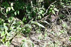 Thyrsanthemum floribundum