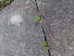 Fragaria virginiana