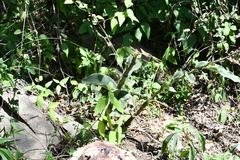 Thyrsanthemum floribundum