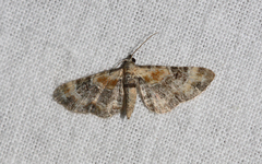 Eupithecia linariata