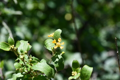 Gaudichaudia cynanchoides
