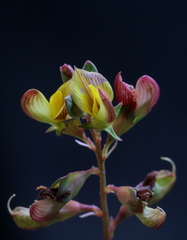 Listia heterophylla