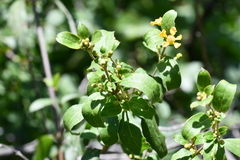 Gaudichaudia cynanchoides