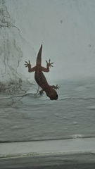 Hemidactylus turcicus