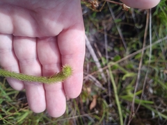 Lycopodiella