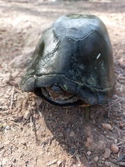 Kinosternon integrum