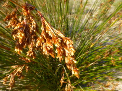 Thamnochortus erectus