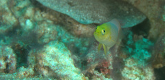Pseudochromis fuscus
