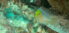 Pseudochromis fuscus