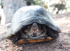 Kinosternon integrum