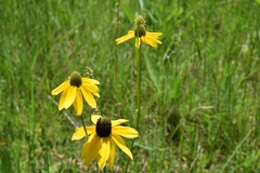 Rudbeckia nitida