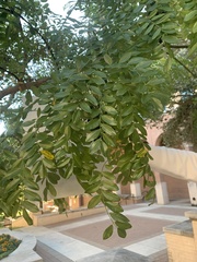 Styphnolobium affine