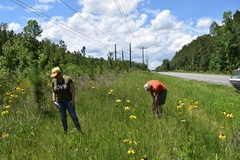 Rudbeckia nitida