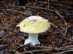 Pantherinae
