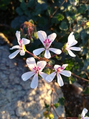 Pelargonium echinatum