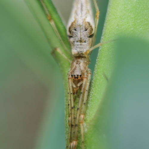 Longjawed orb weavers photo 3
