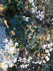 Pelargonium echinatum