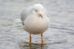 Chroicocephalus genei