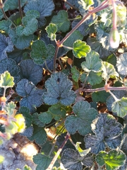 Pelargonium echinatum