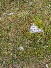 Vaccinium macrocarpon