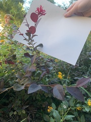 Loropetalum chinense