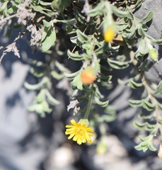 Heterotheca mucronata