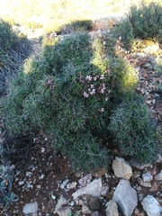 Pelargonium crithmifolium